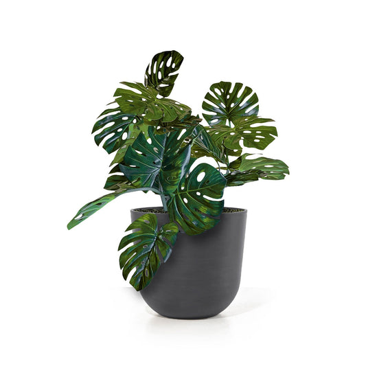 Monstera Vine in Rotunda Planter MD, Grey Matte By Gold Leaf | Planters, Troughs & Cachepots | Modishstore - 1