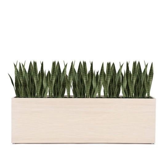 Sansevieria 29"H in Whitewash Rectangle Planter By Gold Leaf | Planters, Troughs & Cachepots | Modishstore - 1