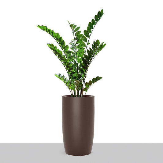 ZZ Plant in Barrel Planter SM, Brown DK Satin By Gold Leaf | Planters, Troughs & Cachepots | Modishstore - 1