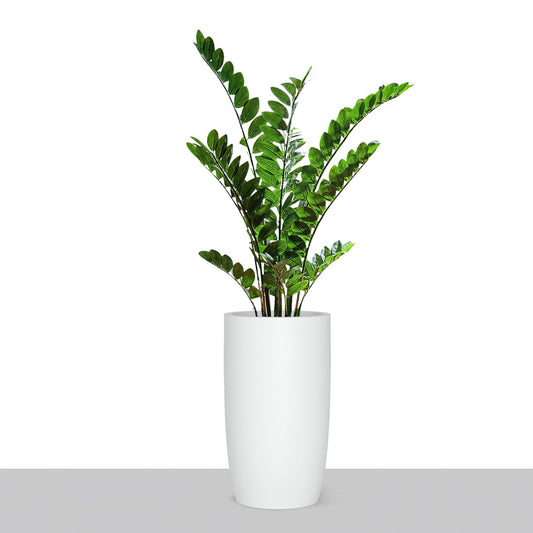 ZZ Plant in Barrel Planter SM, White Satin By Gold Leaf | Planters, Troughs & Cachepots | Modishstore - 1