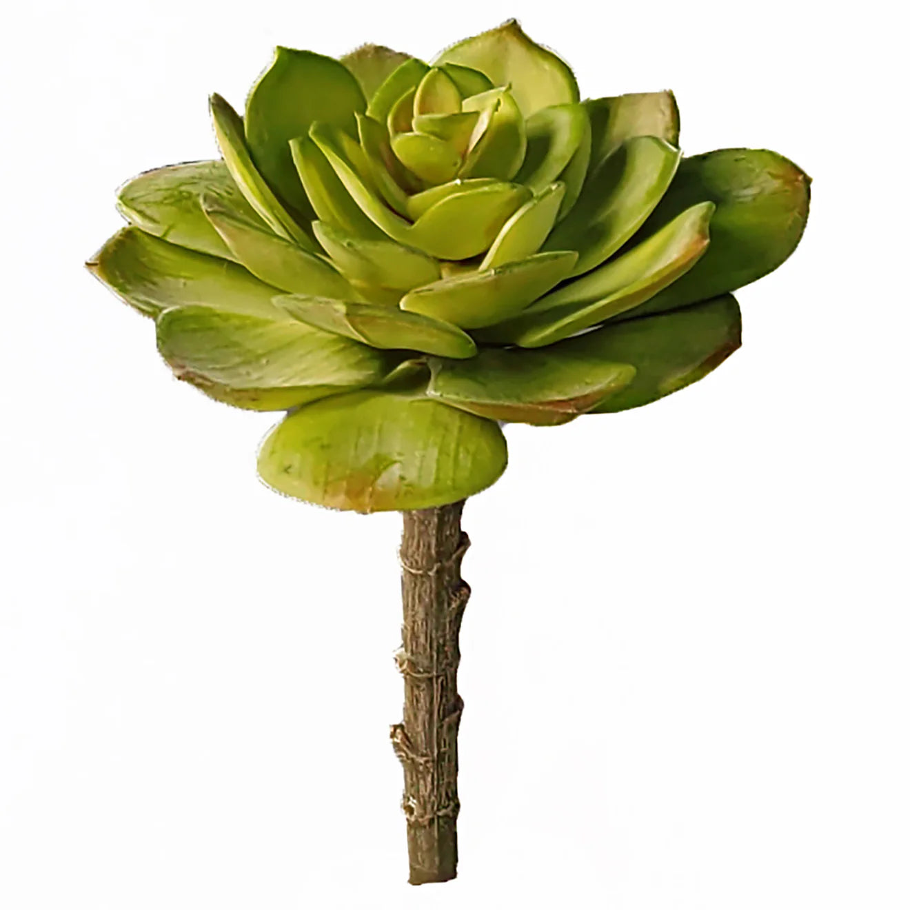 Green Wall, Mini Pulidonis & Kalanchoe 2 By Gold Leaf