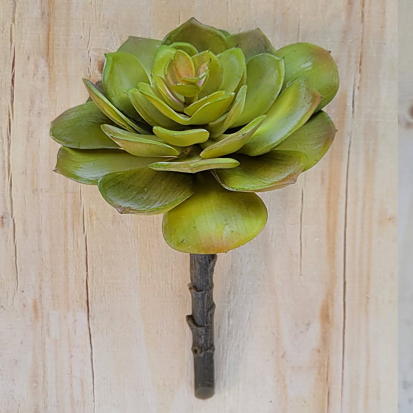 Green Wall, Mini Pulidonis & Echeveria By Gold Leaf | Wall Art | Modishstore - 4