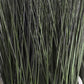Grass: Cortada Grass in White Table Planter (additional freight required) By Gold Leaf | Planters, Troughs & Cachepots | Modishstore - 4