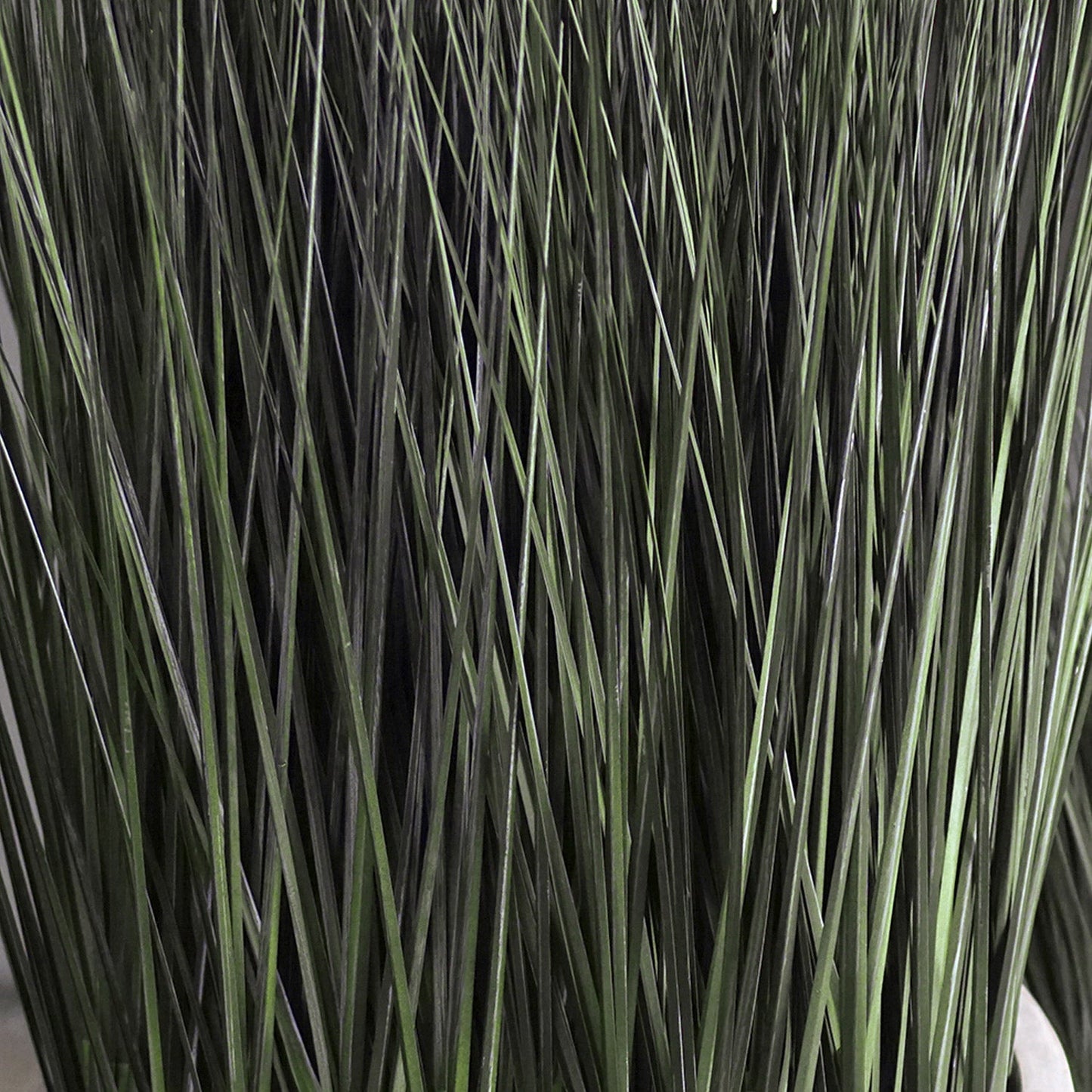Grass: Cortada Grass in White Table Planter (additional freight required) By Gold Leaf | Planters, Troughs & Cachepots | Modishstore - 4
