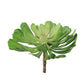 Green Wall, Button Fern Mix By Gold Leaf | Wall Art | Modishstore - 4