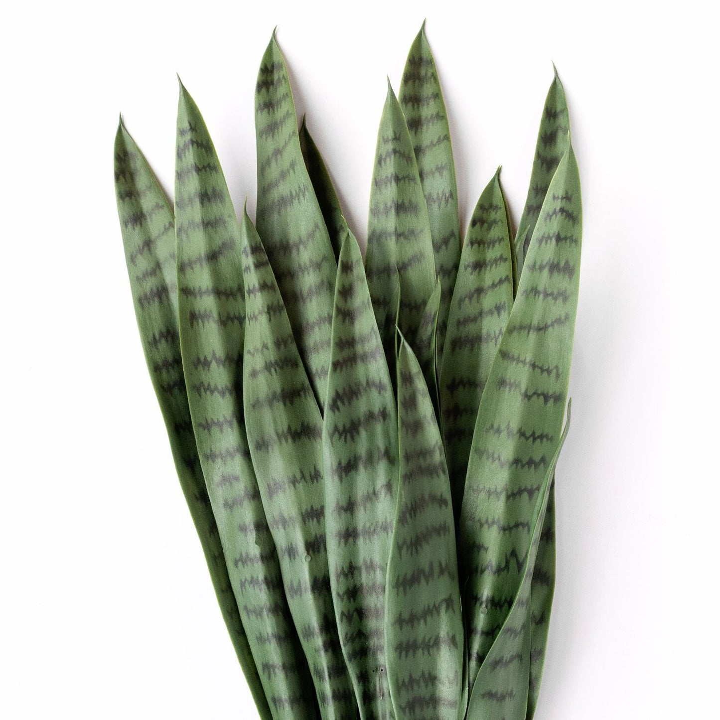 Sansevieria Green in Rectangle Planter w/ Legs - Legs Detail