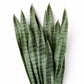 Sansevieria Green in Rectangle Planter w/ Legs By Gold Leaf | Planters, Troughs & Cachepots | Modishstore - 5