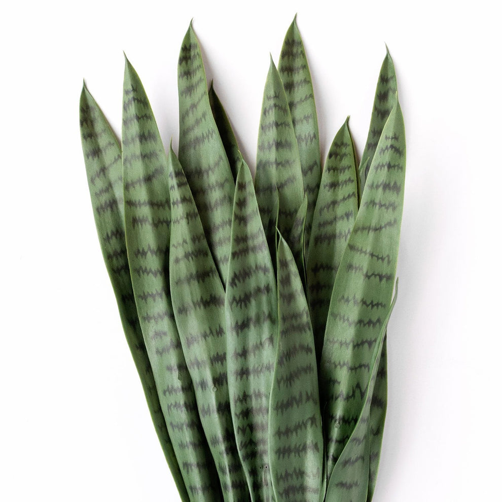 Sansevieria Green in Rectangle Planter w/ Legs By Gold Leaf | Planters, Troughs & Cachepots | Modishstore - 5