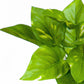 Green Wall, Trailing Mix #2 By Gold Leaf | Wall Art | Modishstore - 7