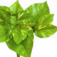Green Wall, Trailing Mix #2 By Gold Leaf | Wall Art | Modishstore - 6