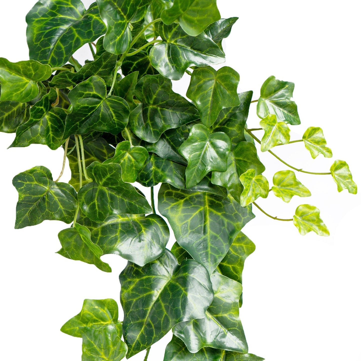 Green Wall, Trailing Mix #1 By Gold Leaf | Wall Art | Modishstore - 7