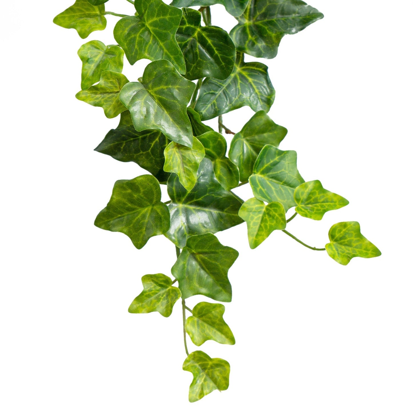 Green Wall, Trailing Mix #1 By Gold Leaf | Wall Art | Modishstore - 8