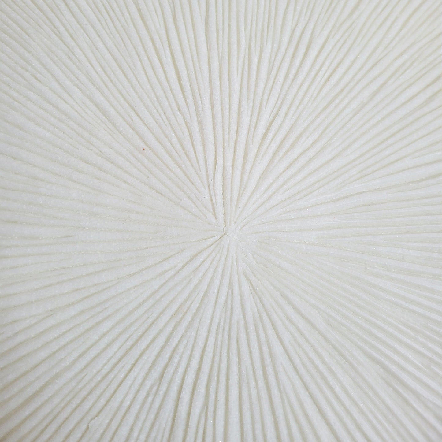 Groove 20.4"SQ, Cream By Gold Leaf | Wall Art | Modishstore - 10