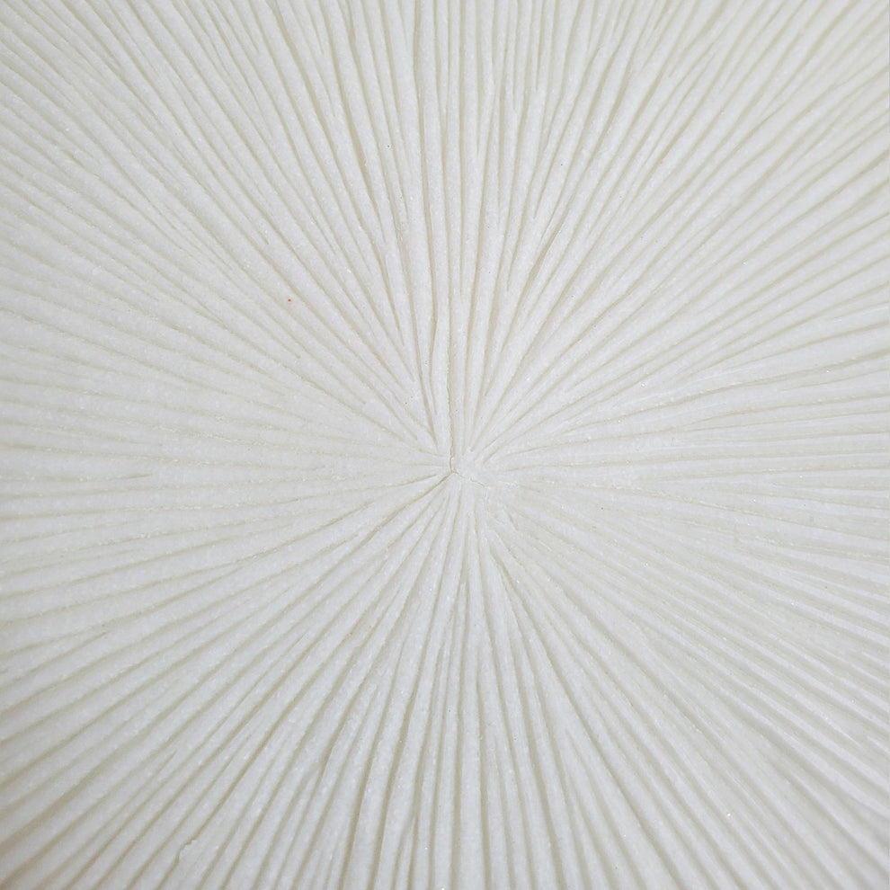 Groove 20.4"SQ, Cream By Gold Leaf | Wall Art | Modishstore - 10