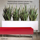 Sansevieria 33"H in Whitewash Rectangle Planter By Gold Leaf | Planters, Troughs & Cachepots | Modishstore - 7