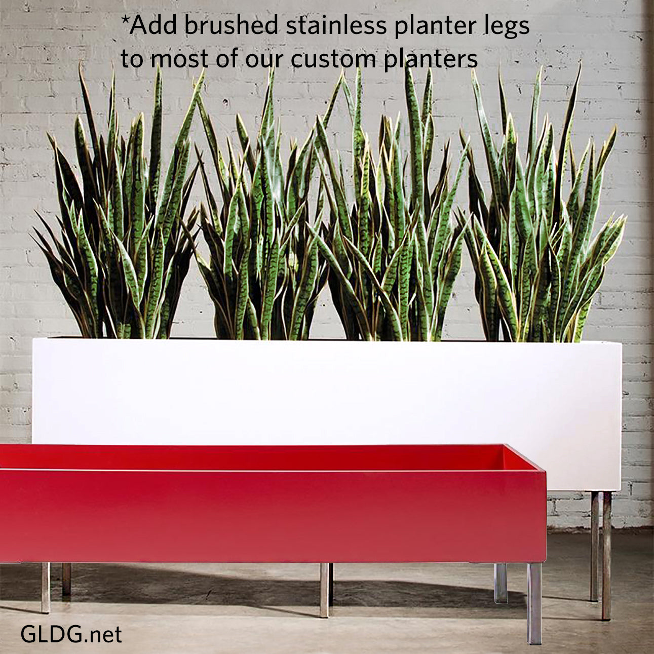 Sansevieria 33"H in Whitewash Rectangle Planter By Gold Leaf | Planters, Troughs & Cachepots | Modishstore - 7