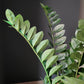 ZZ Plant in Barrel Planter SM, Brown DK Satin By Gold Leaf | Planters, Troughs & Cachepots | Modishstore - 5