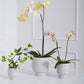 Adrien Pot Set of 4 By Accent Decor | Stands | Modishstore - 3