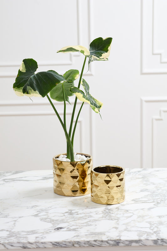 Architect Collection Set of 8 By Accent Decor | Planters, Troughs & Cachepots | Modishstore - 1