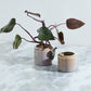 Arden Pot Set of 8 By Accent Decor | Wall Decor | Modishstore - 5