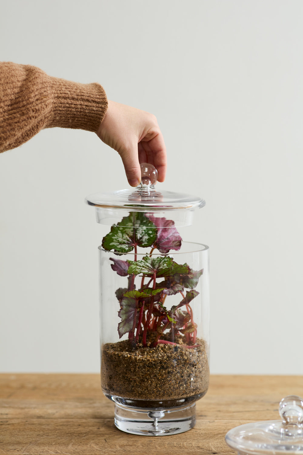 Asteridge Terrarium Set of 2 By Accent Decor | Planters, Troughs & Cachepots | Modishstore - 1