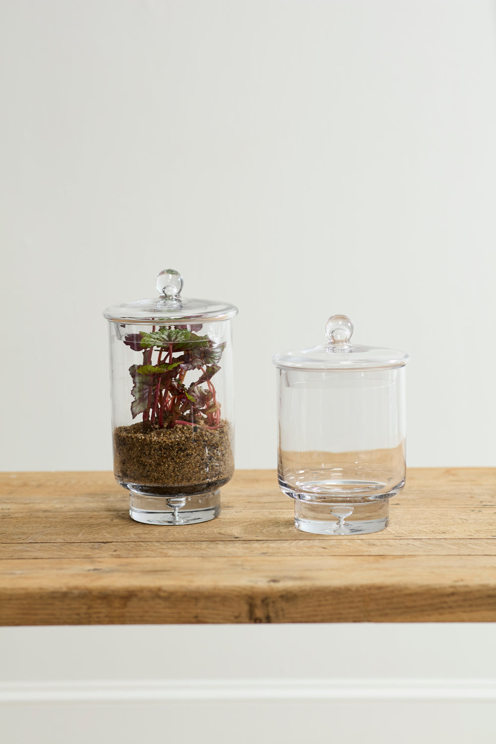 Asteridge Terrarium Set of 2 By Accent Decor | Planters, Troughs & Cachepots | Modishstore - 5