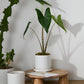 Author Pot with Saucer Set of 4 By Accent Decor | Planters, Troughs & Cachepots | Modishstore - 5