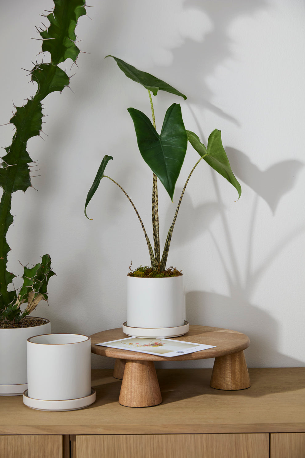 Author Pot with Saucer Set of 4 By Accent Decor | Planters, Troughs & Cachepots | Modishstore - 5