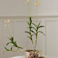 Autumn Pear Pot Set of 4 By Accent Decor | Planters, Troughs & Cachepots | Modishstore - 1