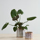 Avenell Pot Set of 2 By Accent Decor | Planters, Troughs & Cachepots | Modishstore - 4