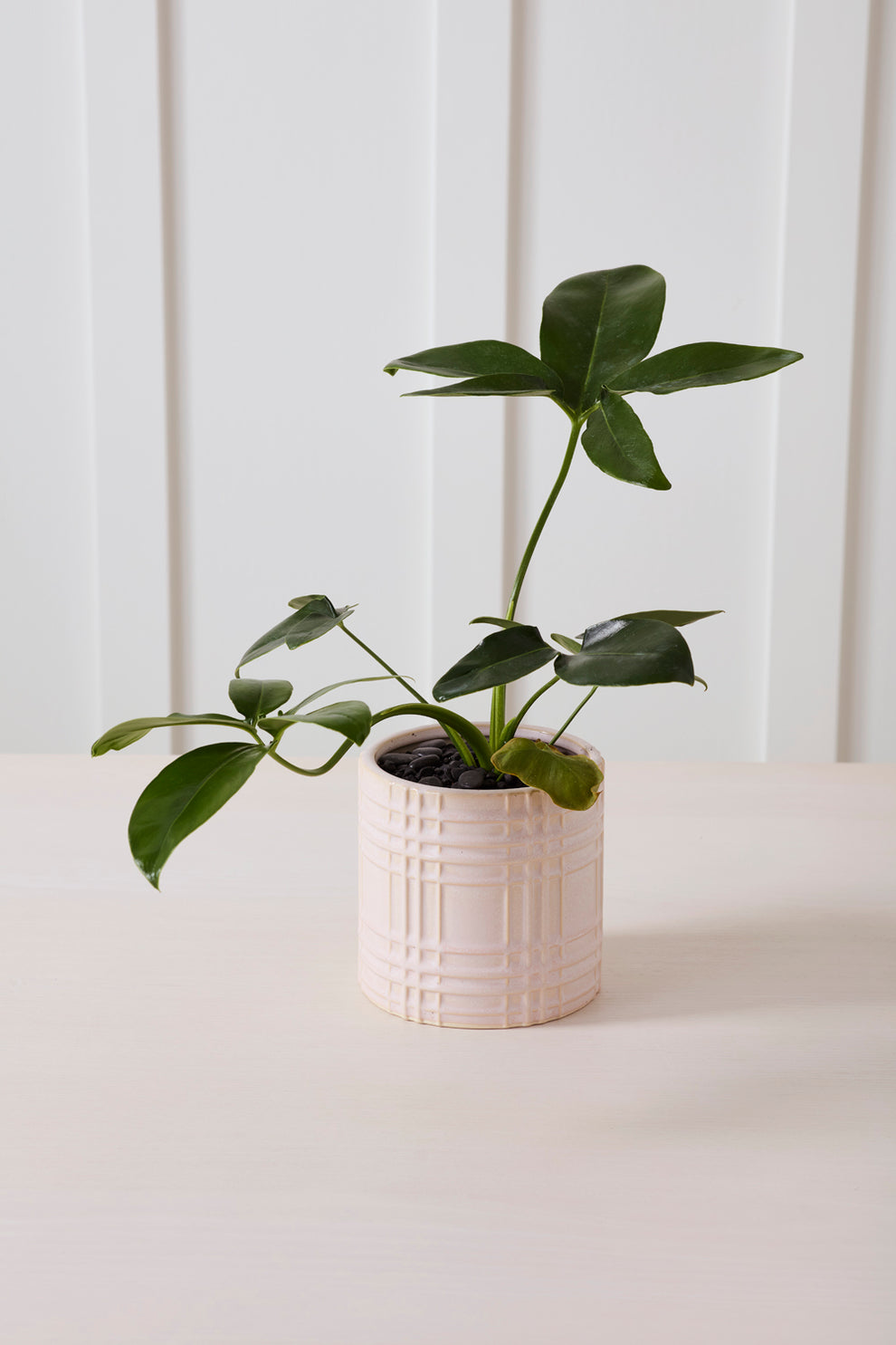 Beckett Pot Set of 4 By Accent Decor | Wall Decor | Modishstore - 4