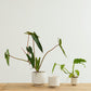 Bello Pot Set of 8 By Accent Decor | Planters, Troughs & Cachepots | Modishstore - 4