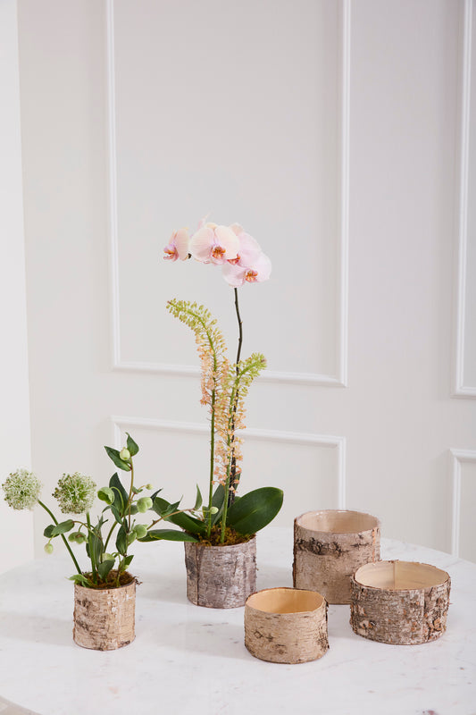 Birch Cylinder Set of 8 By Accent Decor | Vases | Modishstore - 1