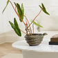 Boa Bowl By Accent Decor | Decorative Bowls | Modishstore - 3