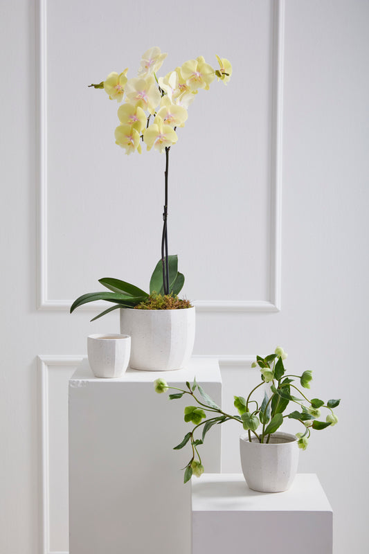 Bona Pot Set of 8 By Accent Decor | Planters, Troughs & Cachepots | Modishstore - 1