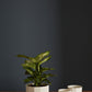 Bona Pot Set of 8 By Accent Decor | Planters, Troughs & Cachepots | Modishstore - 3