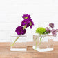 Cadence Compote Set of 4 By Accent Decor | Planters, Troughs & Cachepots | Modishstore - 5
