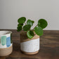 Cafe Mug Set of 8 By Accent Decor | Planters, Troughs & Cachepots | Modishstore - 3