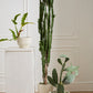 Cameron Pot By Accent Decor | Wall Decor | Modishstore - 3