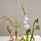 Carlotta Budvase - Set of 12 By Accent Decor | Vases | Modishstore - 3