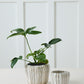 Cedric Pot Set of 8 By Accent Decor | Wall Decor | Modishstore - 3
