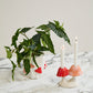 Cheerful Mushroom Collection Set of 4 By Accent Decor | Stands | Modishstore - 3