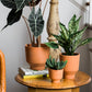 Crescendo Collection Set of 8 By Accent Decor | Planters, Troughs & Cachepots | Modishstore - 1
