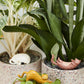 Curious Cats Plant Sticks - Set of 6 By Accent Decor | Planters, Troughs & Cachepots | Modishstore - 4