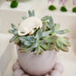 Curious Cats Plant Sticks - Set of 6 By Accent Decor | Planters, Troughs & Cachepots | Modishstore - 8