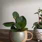 Daylight Mug Set of 4 By Accent Decor | Planters, Troughs & Cachepots | Modishstore - 3