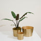 Delicata Pot Set of 8 By Accent Decor | Planters, Troughs & Cachepots | Modishstore - 4