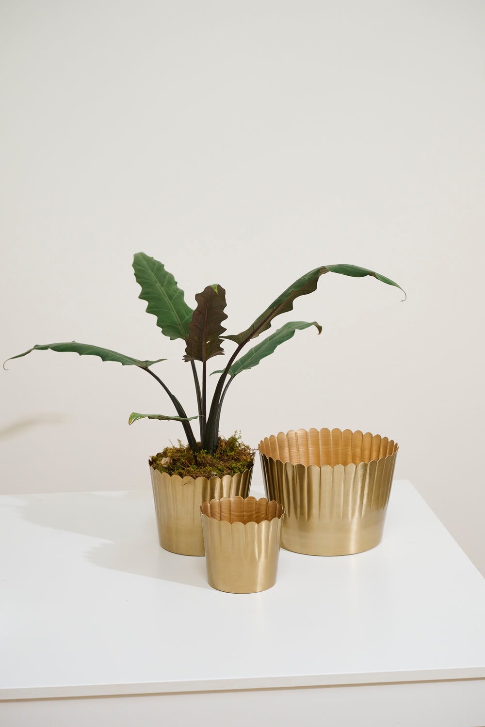 Delicata Pot Set of 8 By Accent Decor | Planters, Troughs & Cachepots | Modishstore - 4
