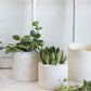 Delphi Pot Set of 8 By Accent Decor | Planters, Troughs & Cachepots | Modishstore - 5