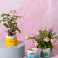 Easter Cheer Pot Set of 4 By Accent Decor | Planters, Troughs & Cachepots | Modishstore - 3